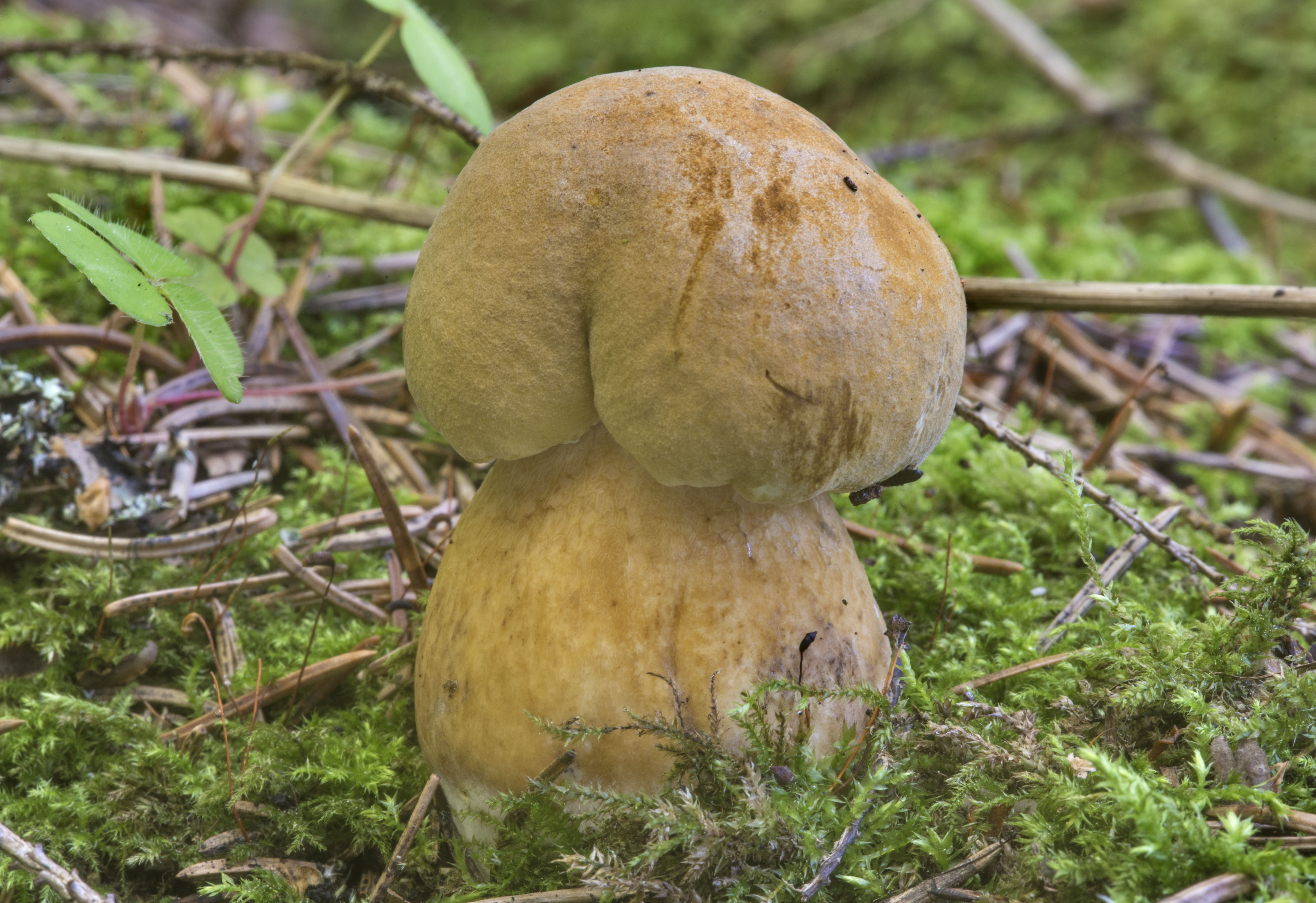 Желчный гриб какой. Желчный гриб горчак. Горчак, ложный белый гриб. Белый гриб и горчак. Горчак или желчный гриб.