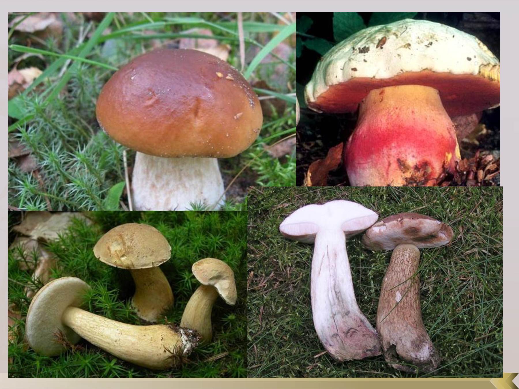 фотографии ложных грибов