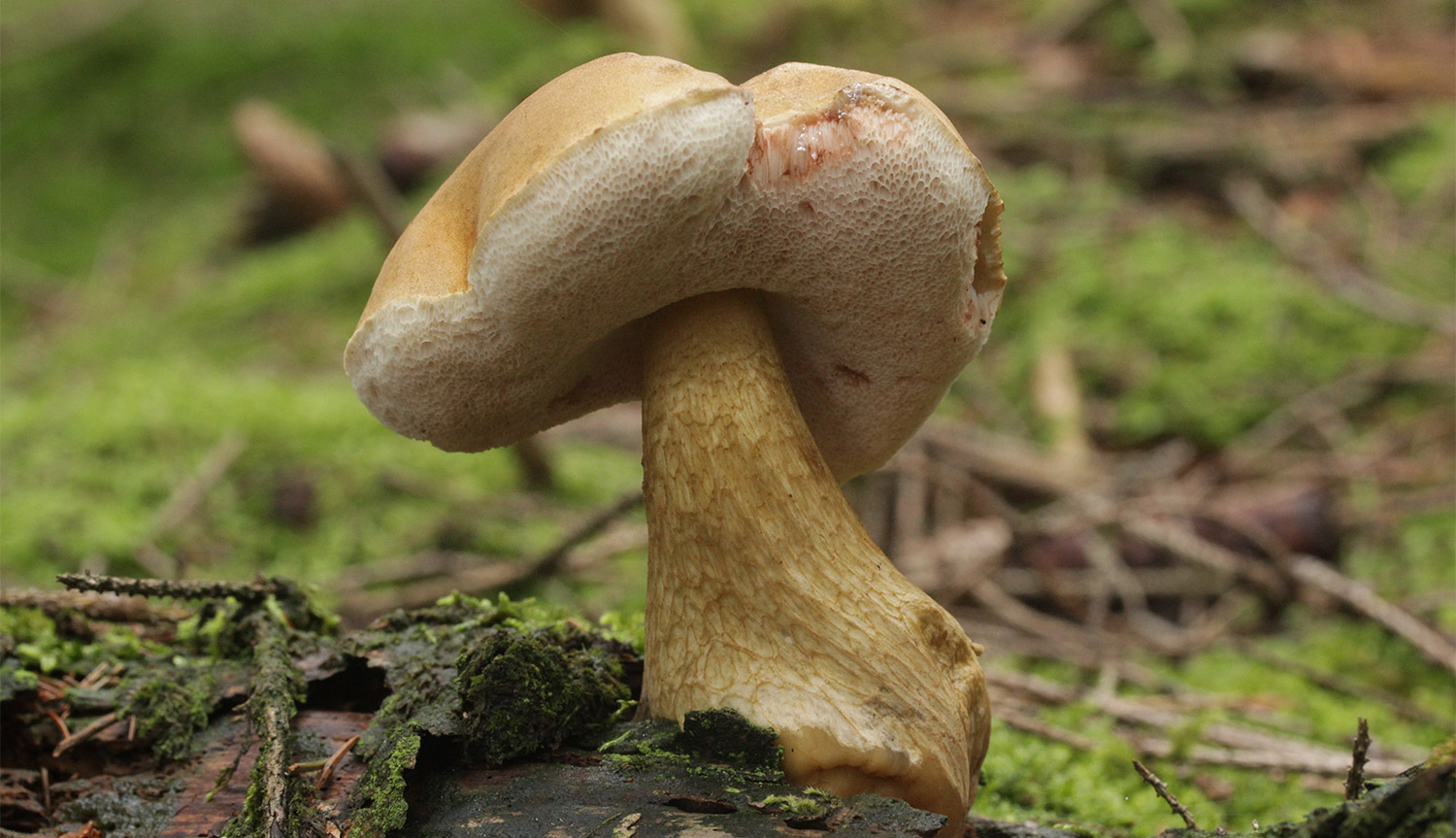 Белый гриб и ложный белый гриб фото