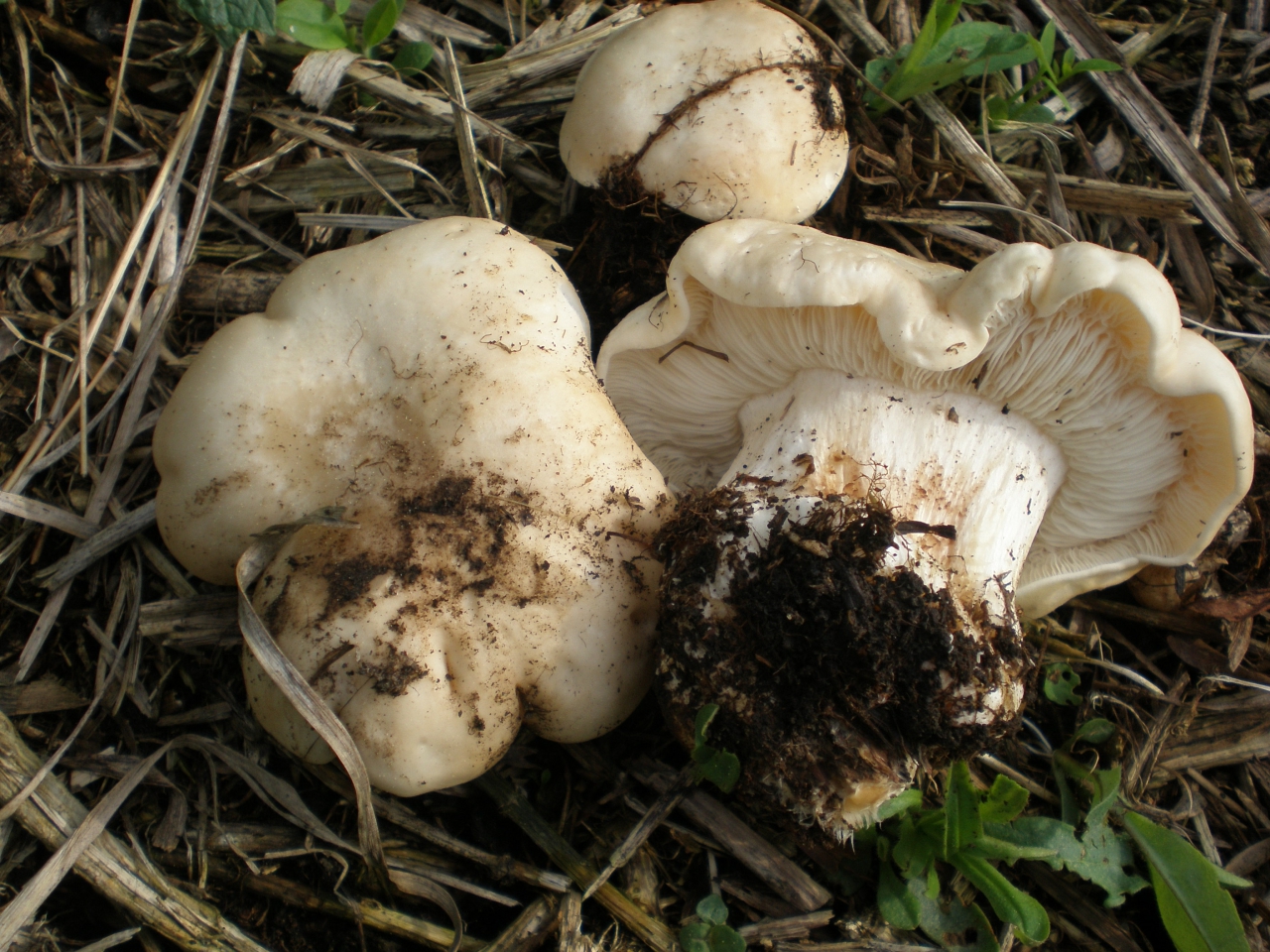 Рядовка майская грибы фото и описание где растет