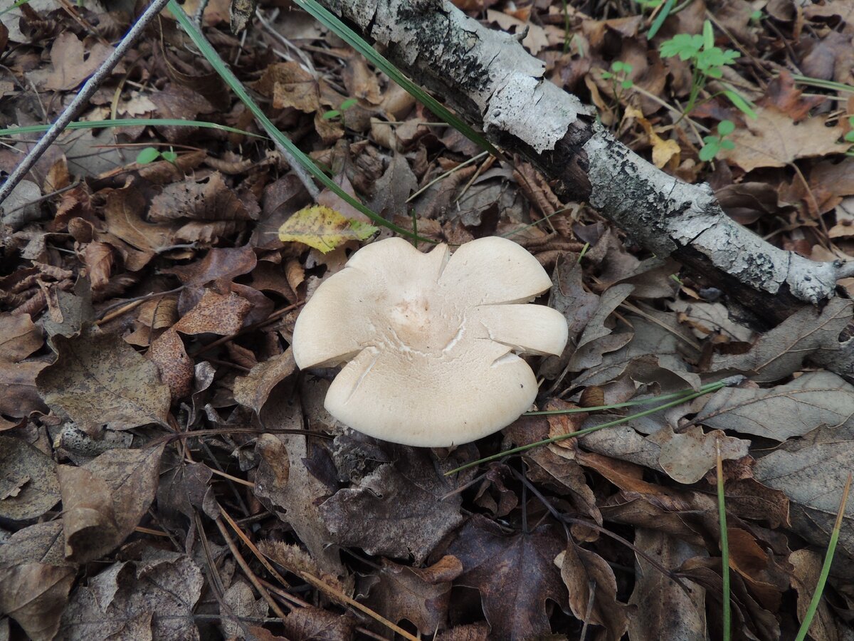 Майские грибы в подмосковье фото и описание