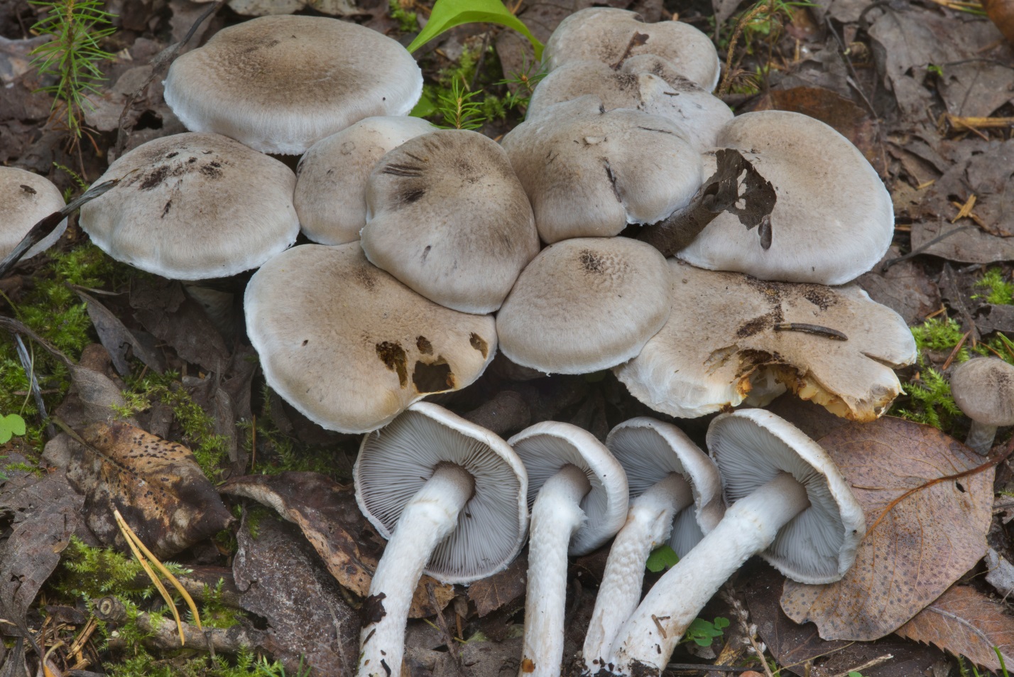 фото грибов белая рядовка