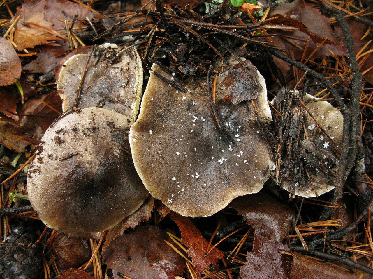 Осенние грибы Подмосковья рядовки