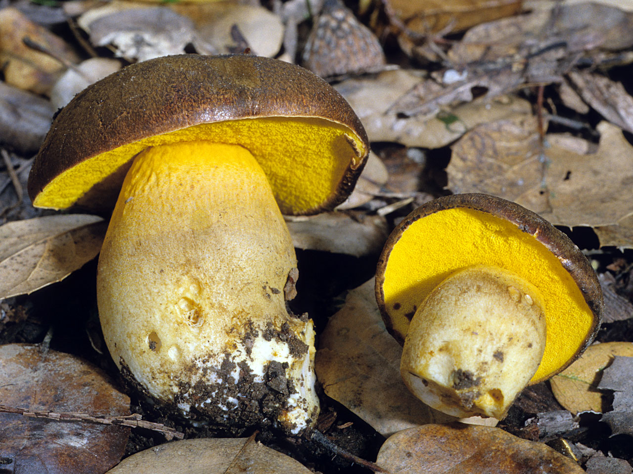 Боровик жёлтый полубелый гриб