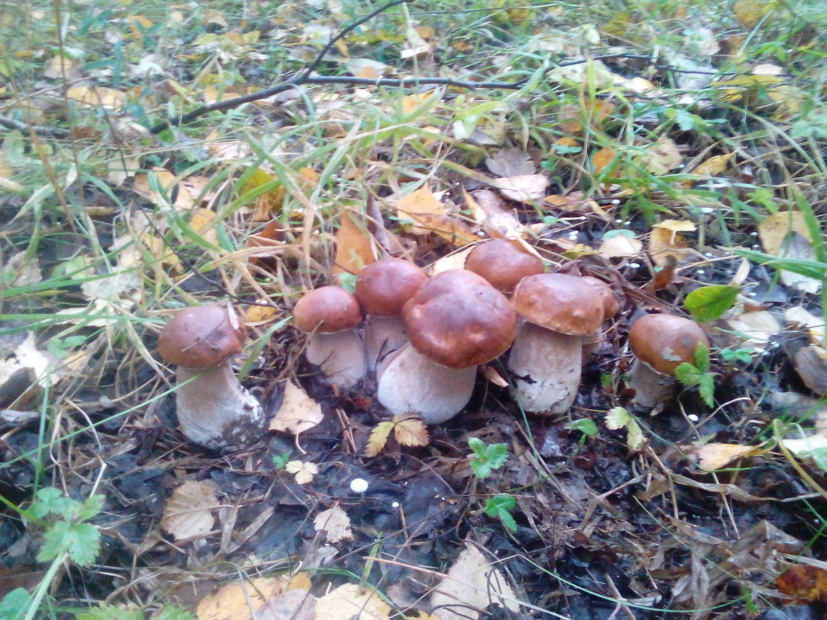 Много белых грибов в лесу