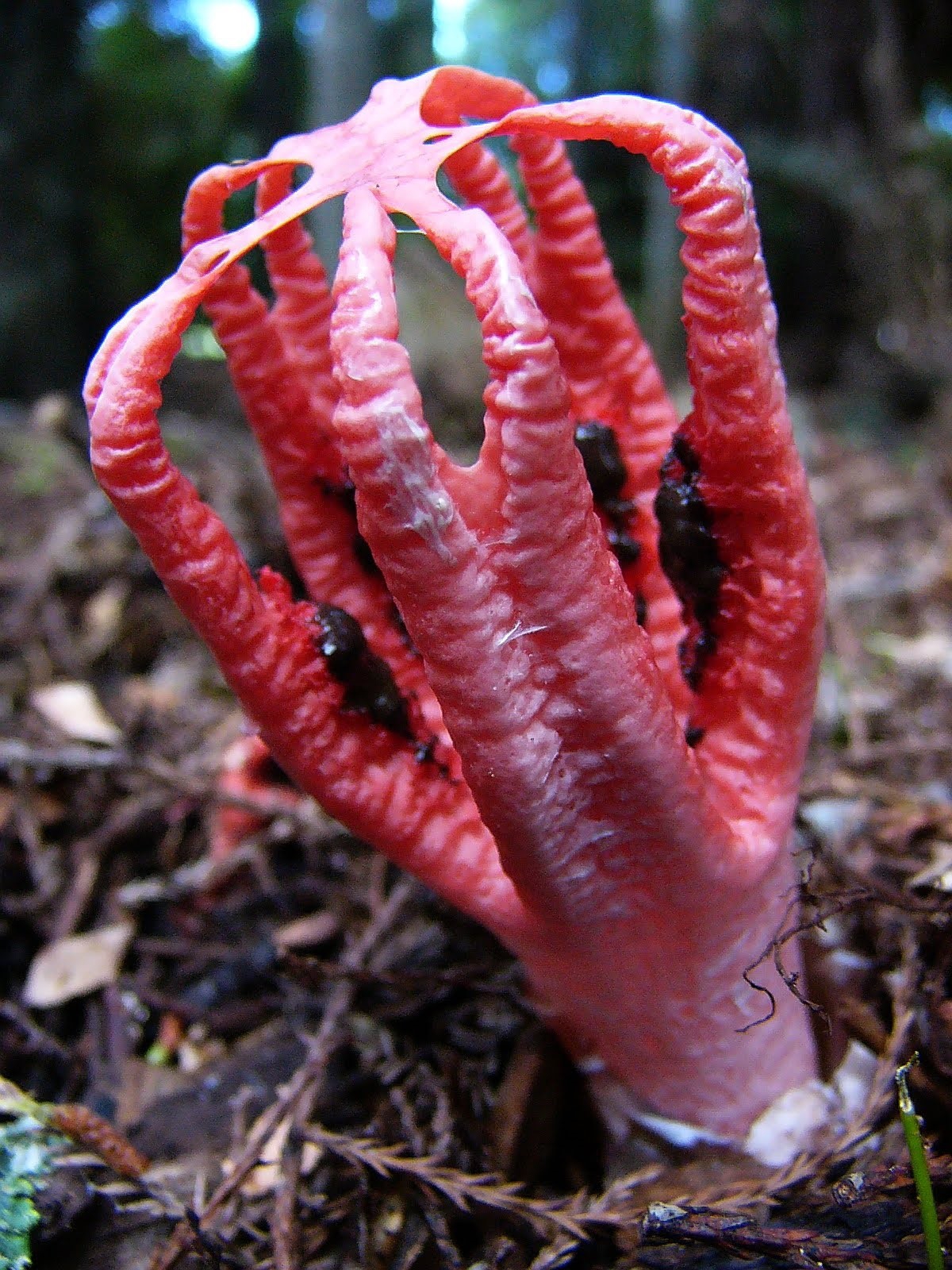 гриб пальцы дьявола фото
