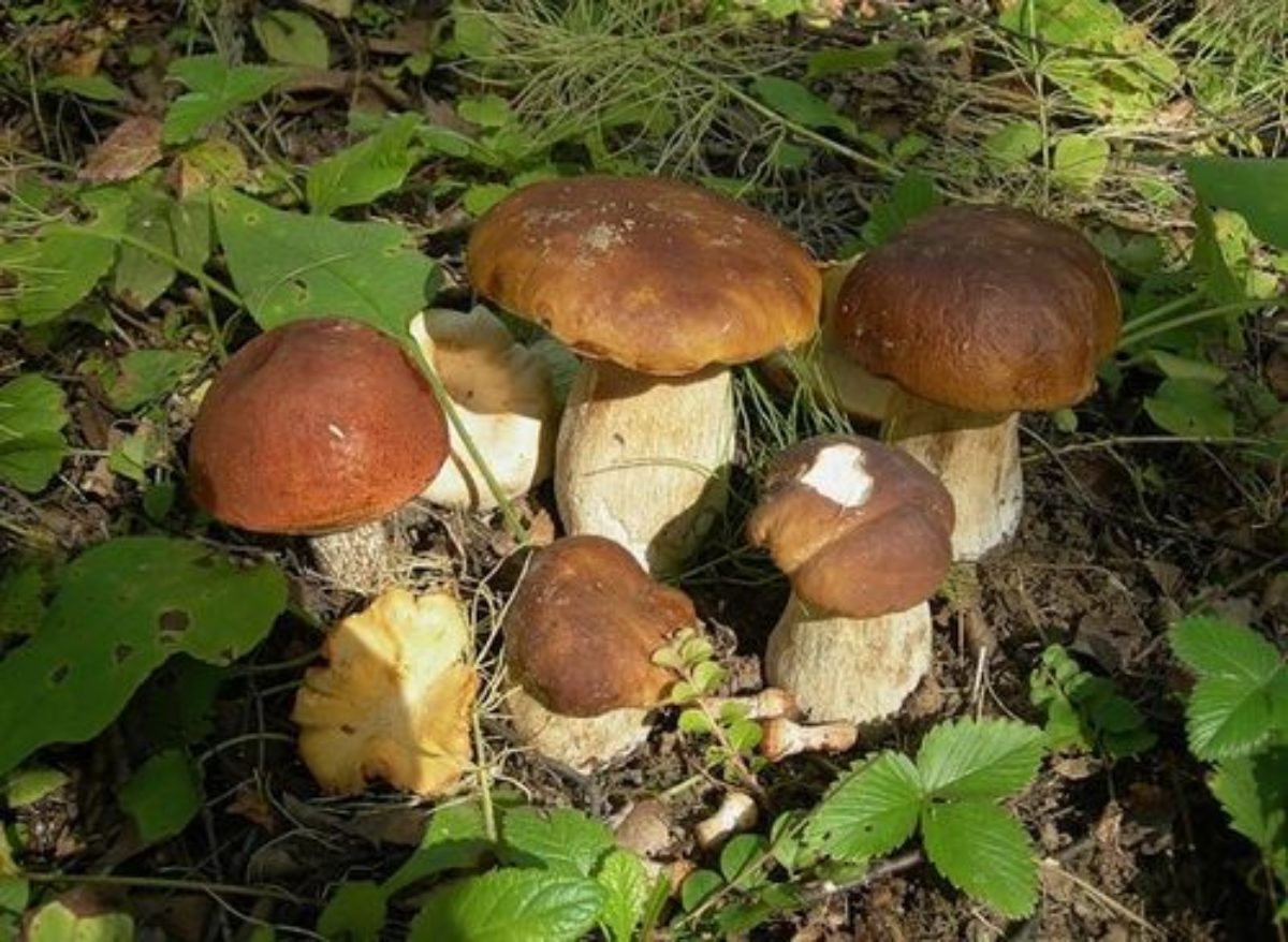 показать фото грибов подтопольников