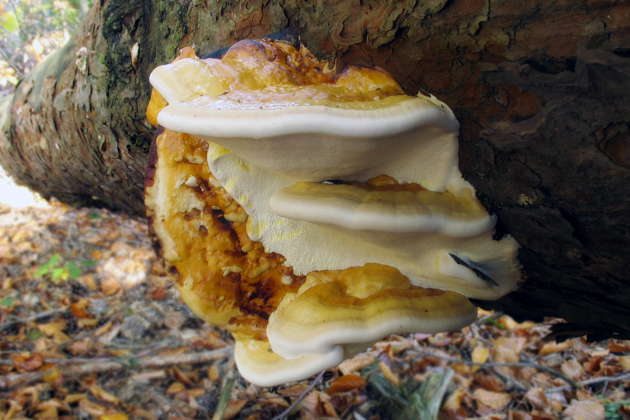 Трутовики группа грибов