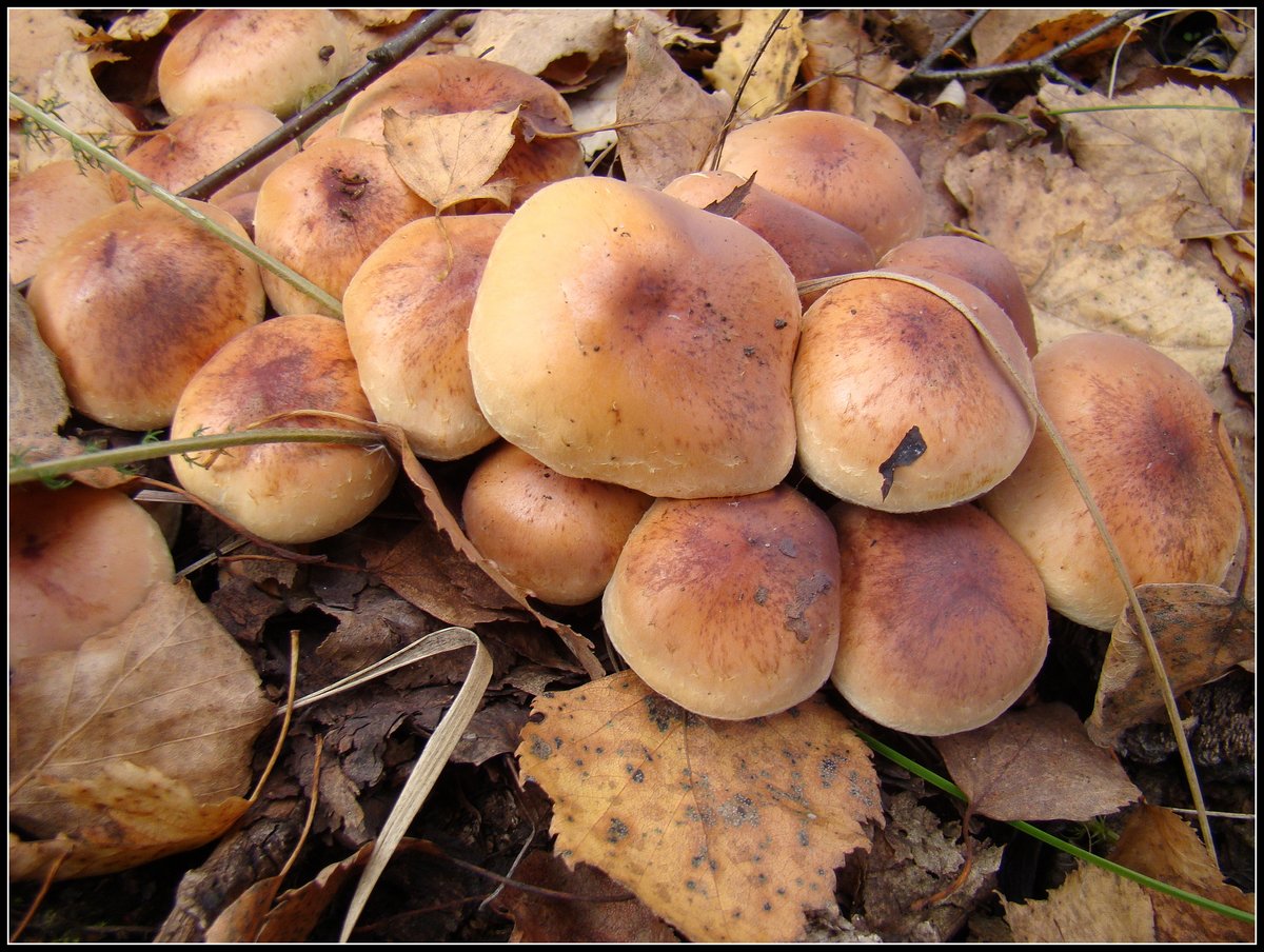 Съедобные грибы подмосковья фото и название и