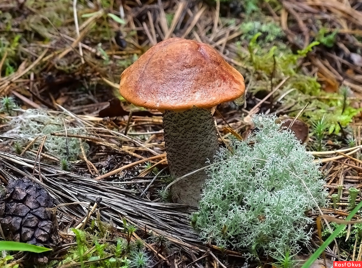 Подосиновики грибы Приморского края