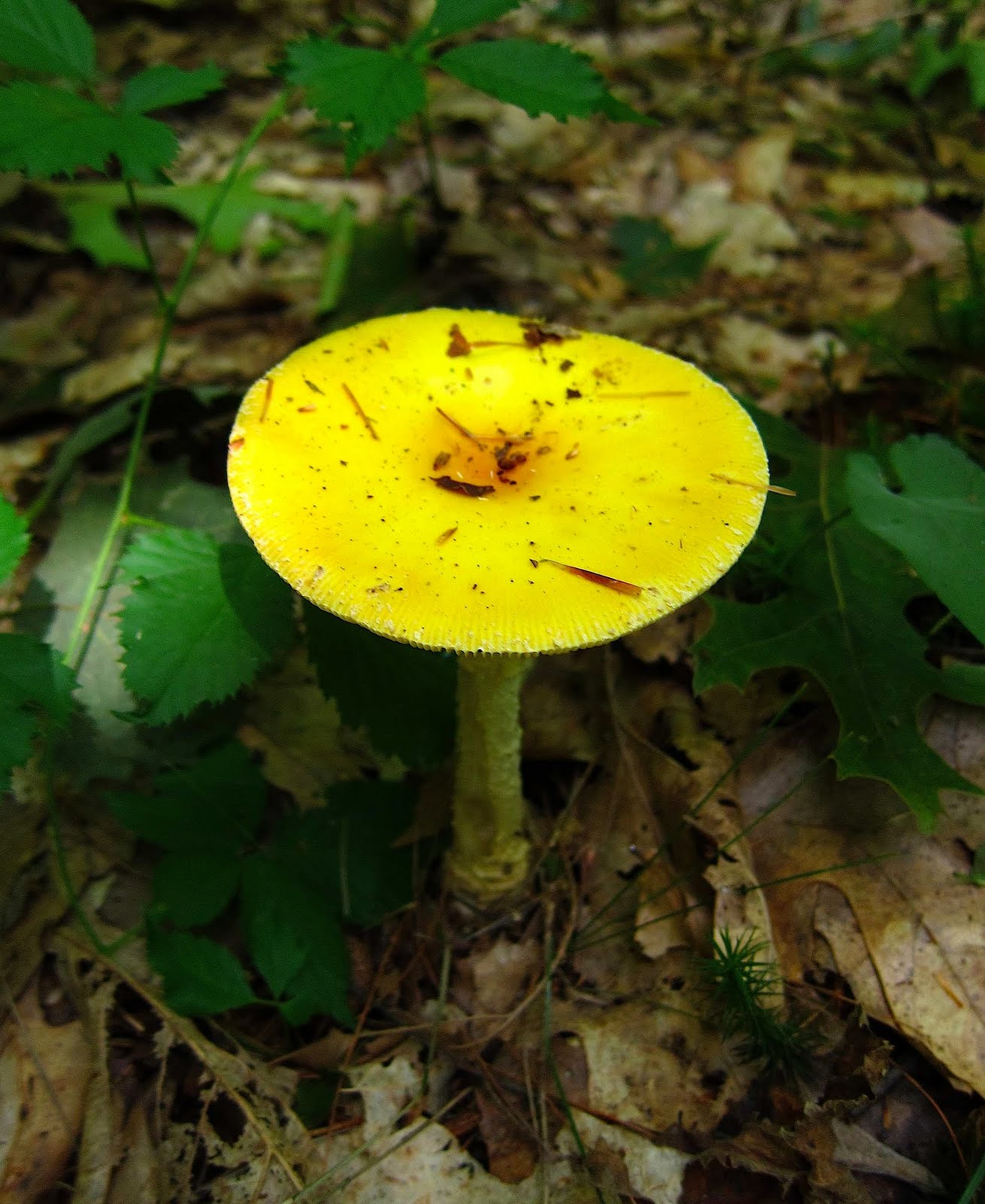 Пластинчатый гриб желтого цвета