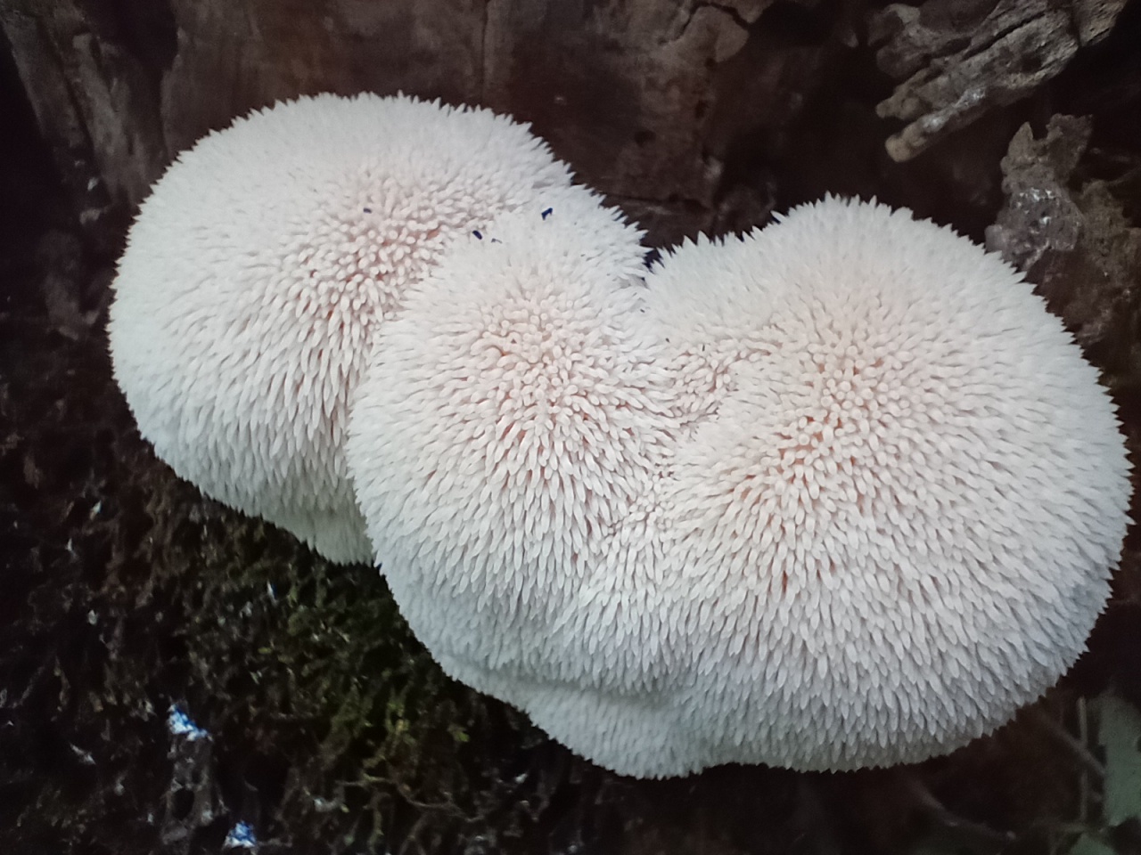 Как выглядит гриб ежевик фото