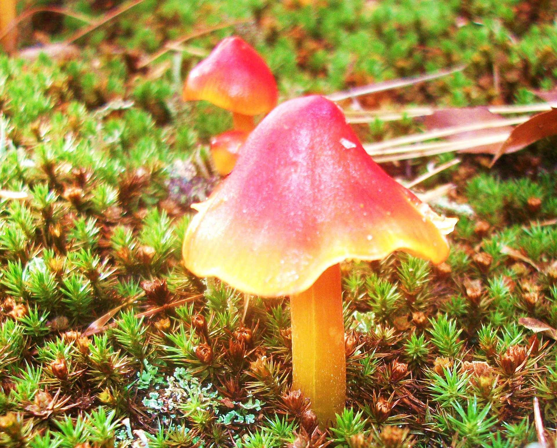 Петушки гриб Лесной