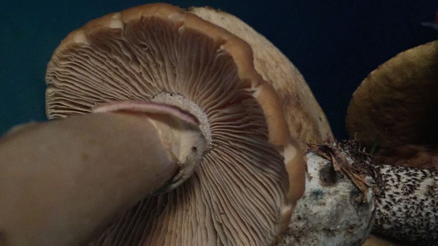 гриб петушок фото