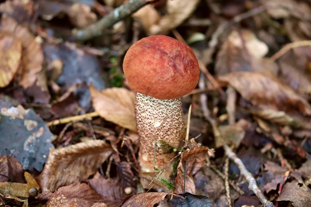 Трубочные грибы