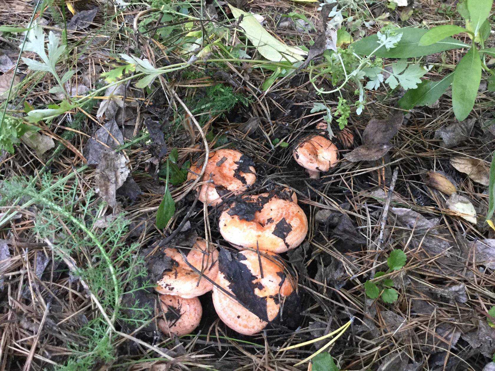 фото рыжиков грибов в лесу