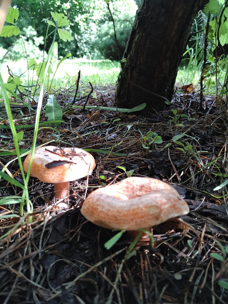 грибы растущие в сосновом лесу фото