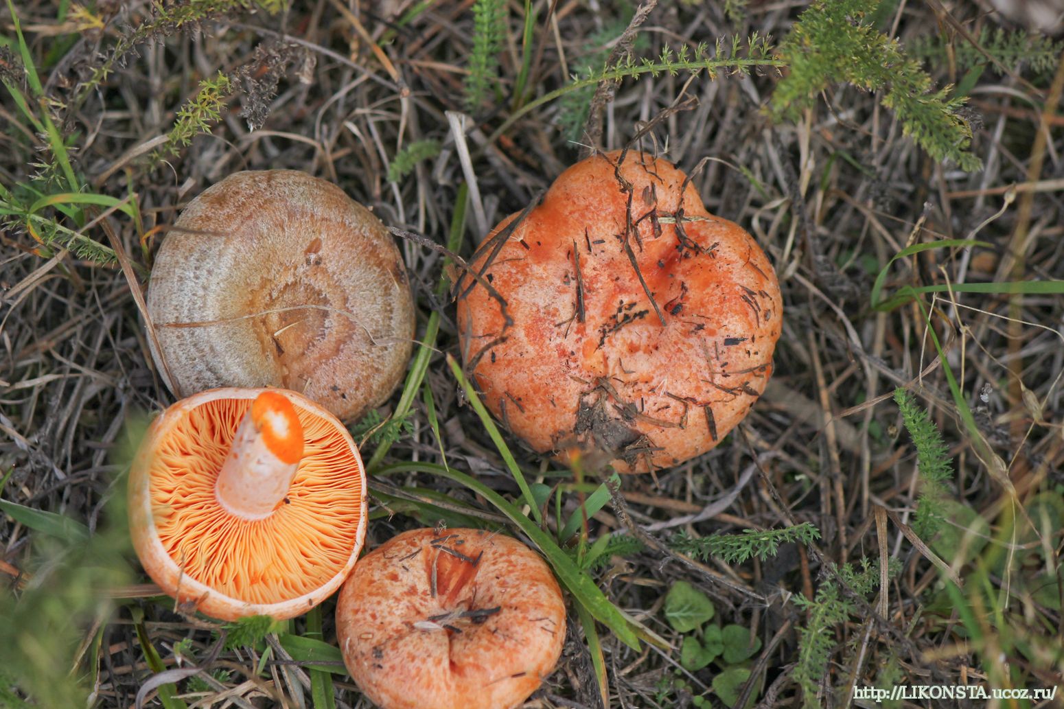 Осень рыжики. Рыжик Сосновый/Боровой (Lactarius deliciosus);. Рыжик Боровой Сосновый. Гриб Рыжик Боровой. Рыжики грибы Царский гриб.