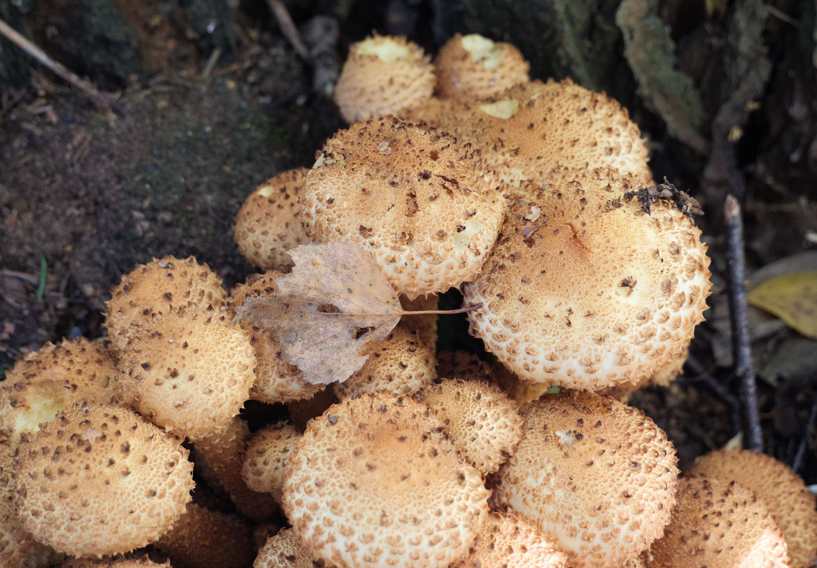 ореховый гриб фото ложный