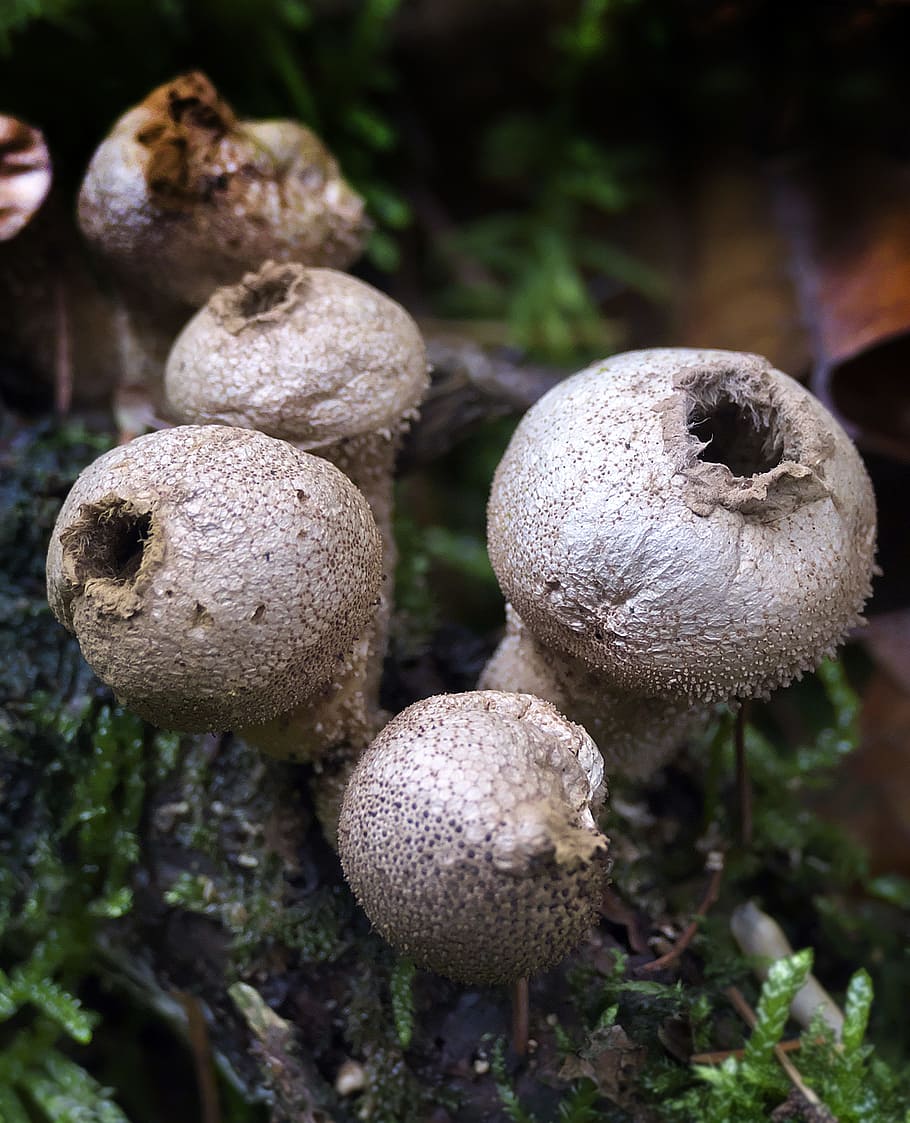 дождевик коричневый гриб фото