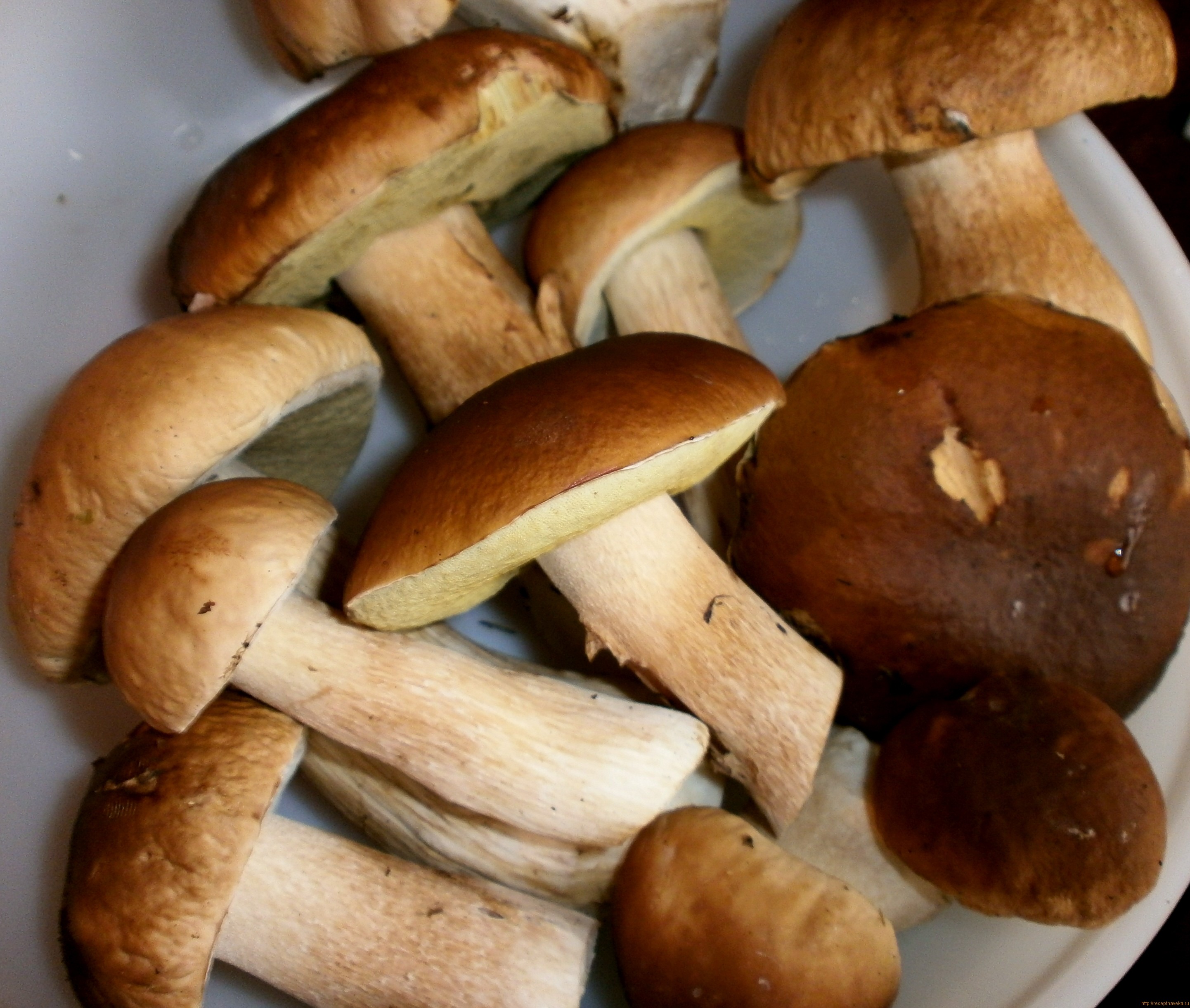Сухие белые грибы