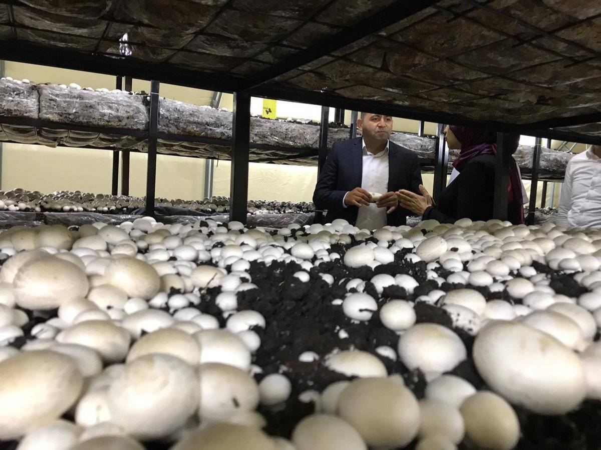 Выращивание грибов в искусственных условиях