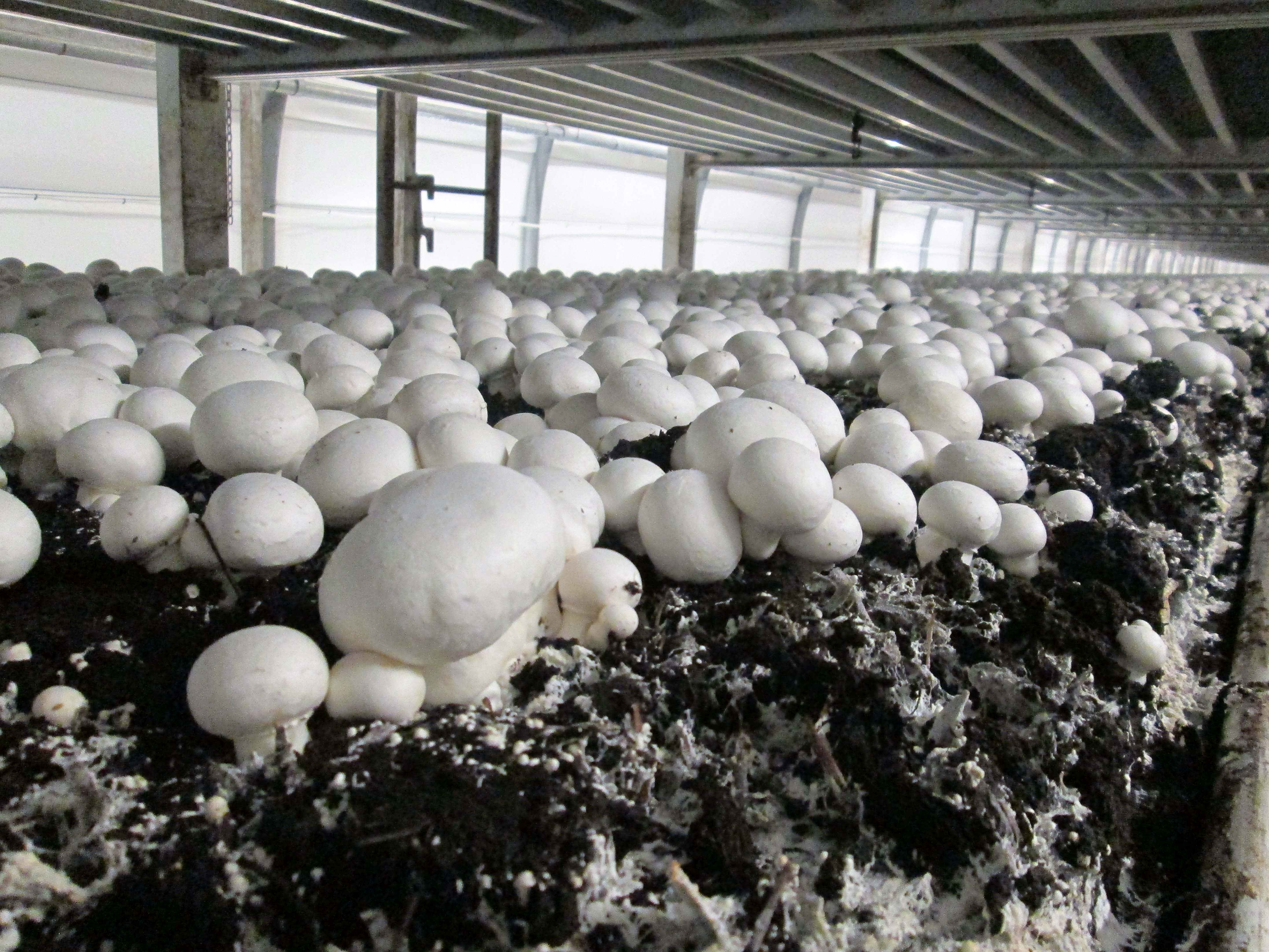 Выращиванию грибов осветители