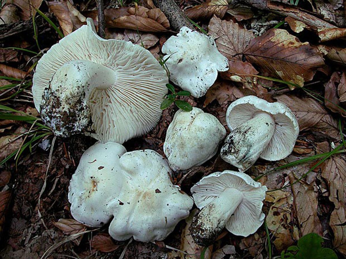 Как выглядят грибы курочки и петушки фото описание