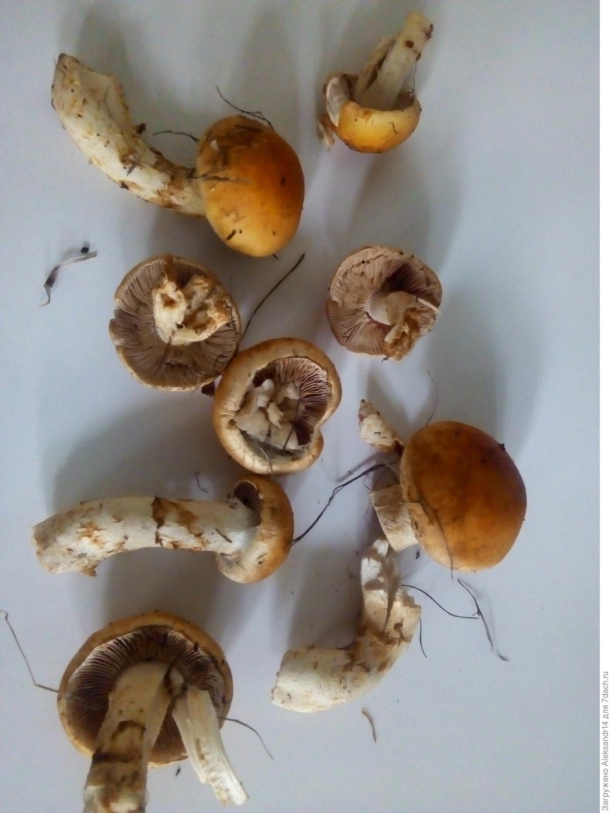 курочки и гусочки грибы фото