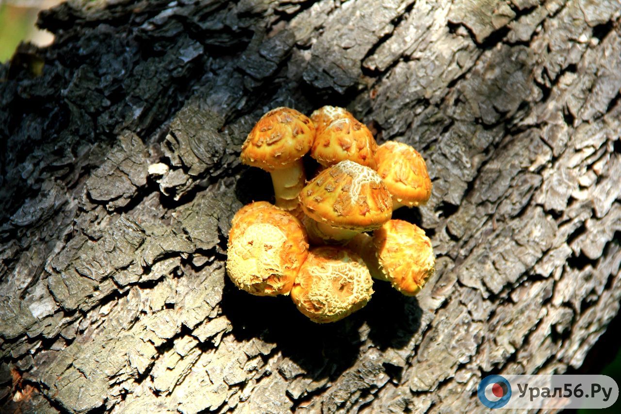 Несъедобные грибы оренбургской области фото и названия