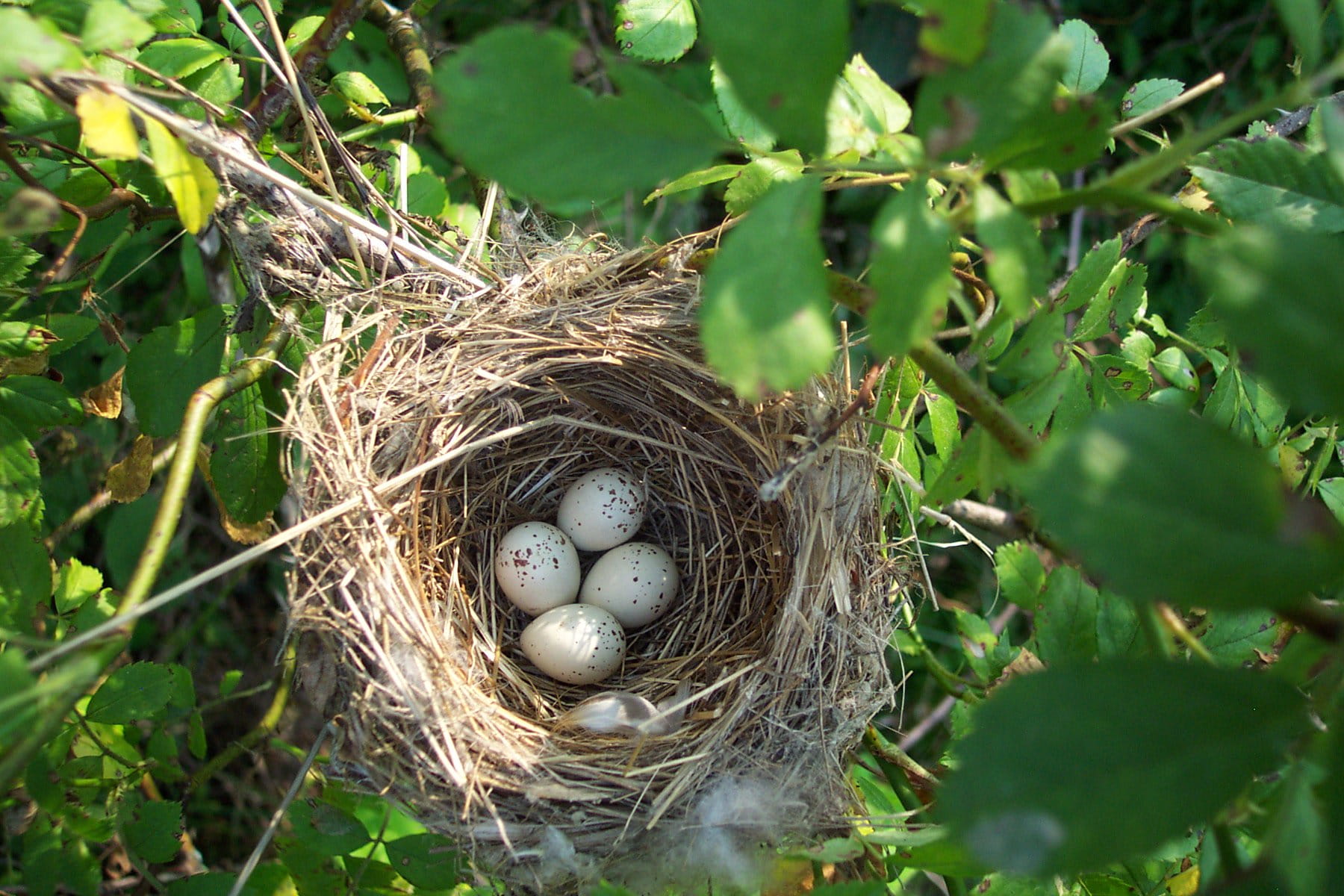 Птичьи яйца в гнезде фото