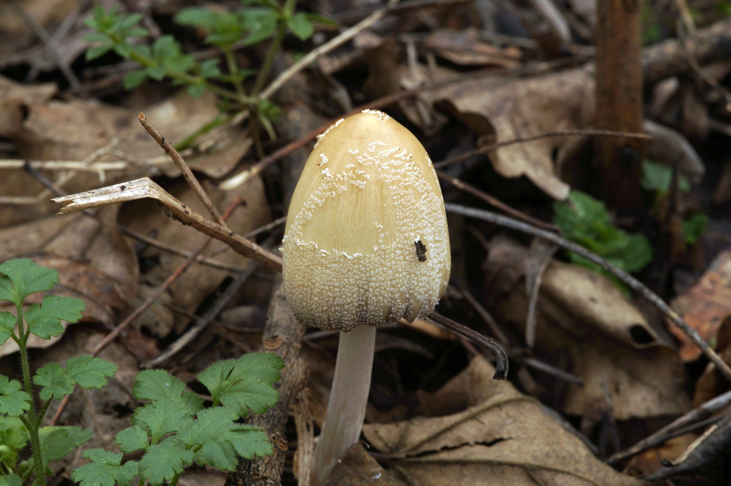 Съедобные грибы краснодарского края фото и описание весной