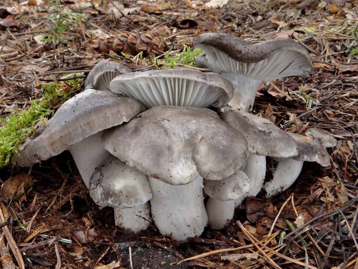Крымские грибы Медвежьи ушки