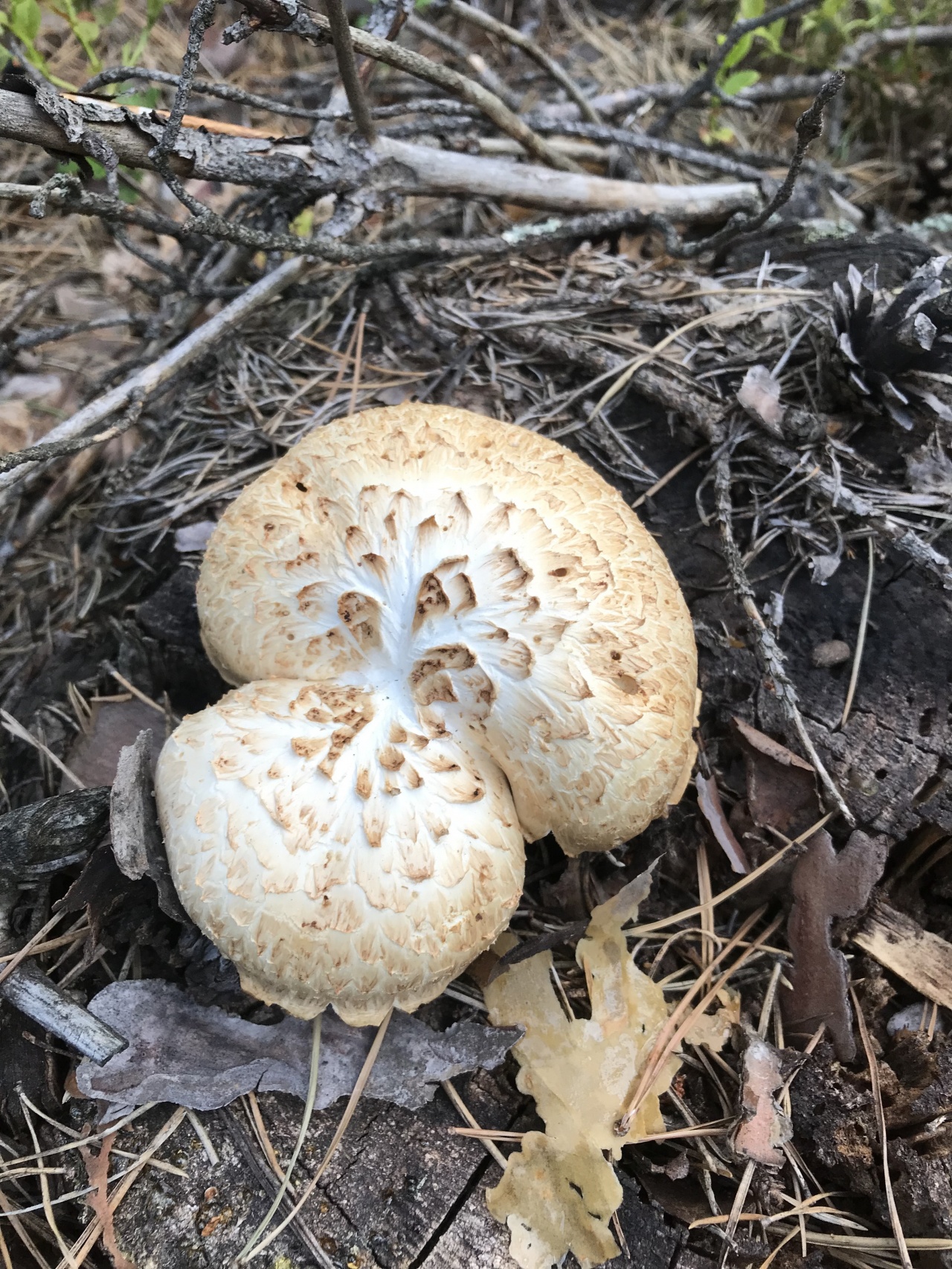 Шпальный гриб Lentinus lepideus