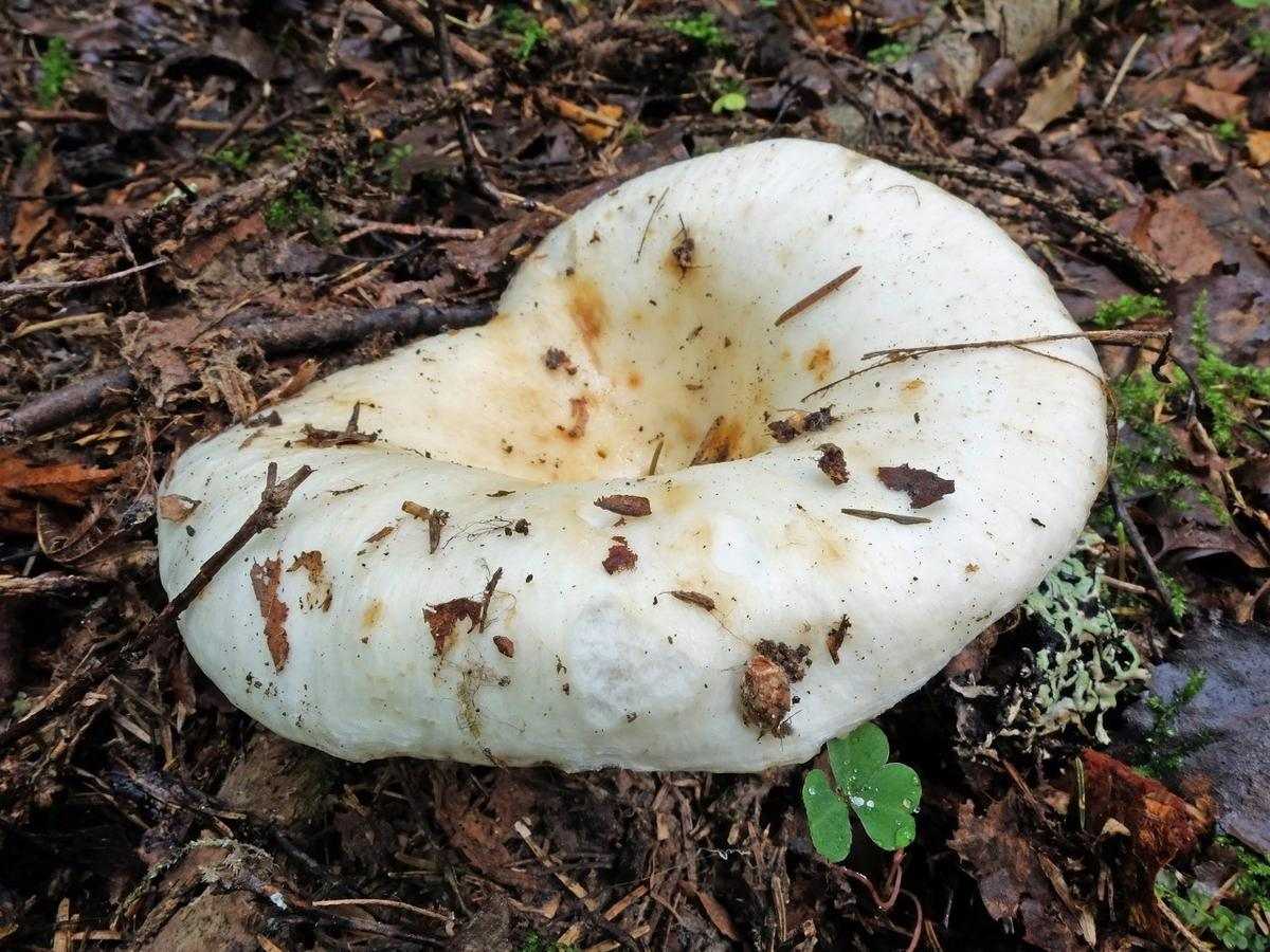 грузди грибы фото съедобные