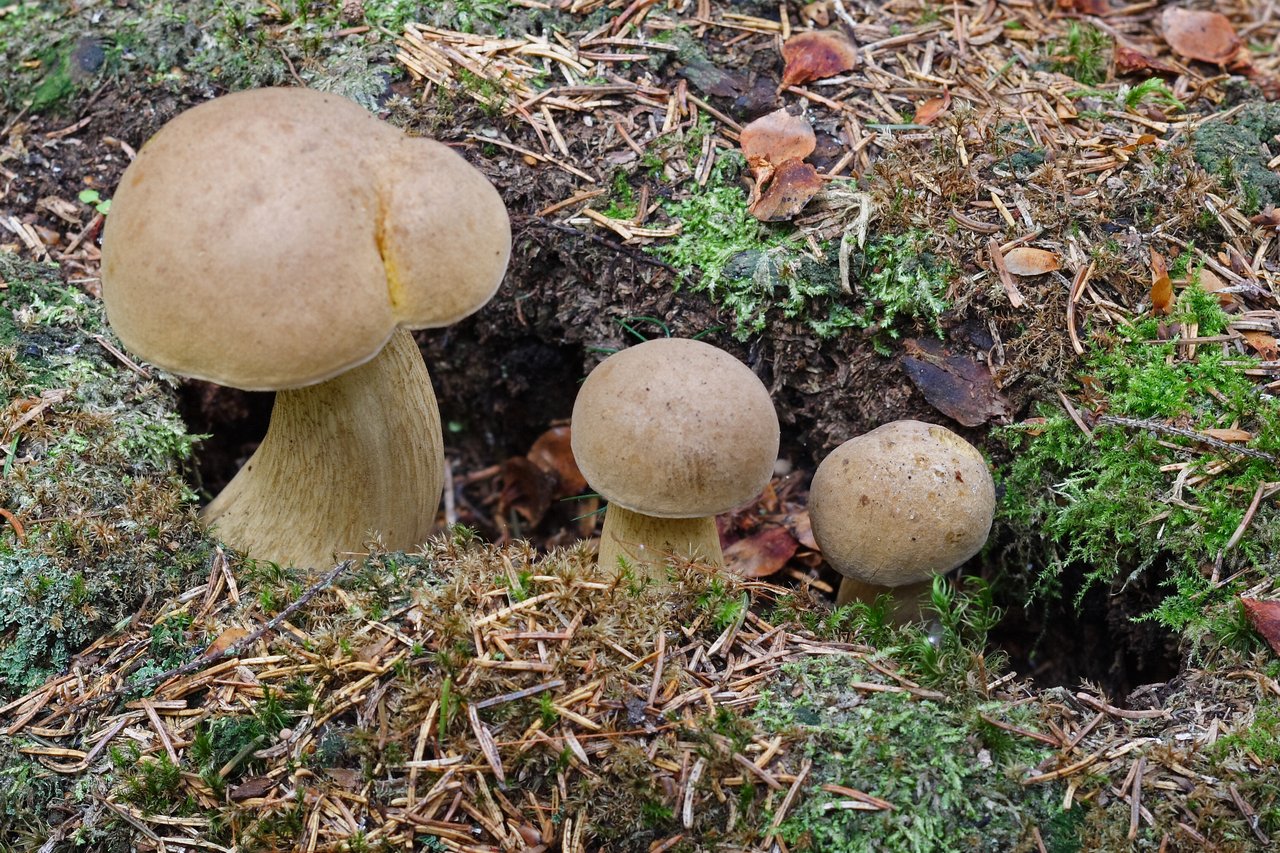 Ядовитые грибы желчный гриб