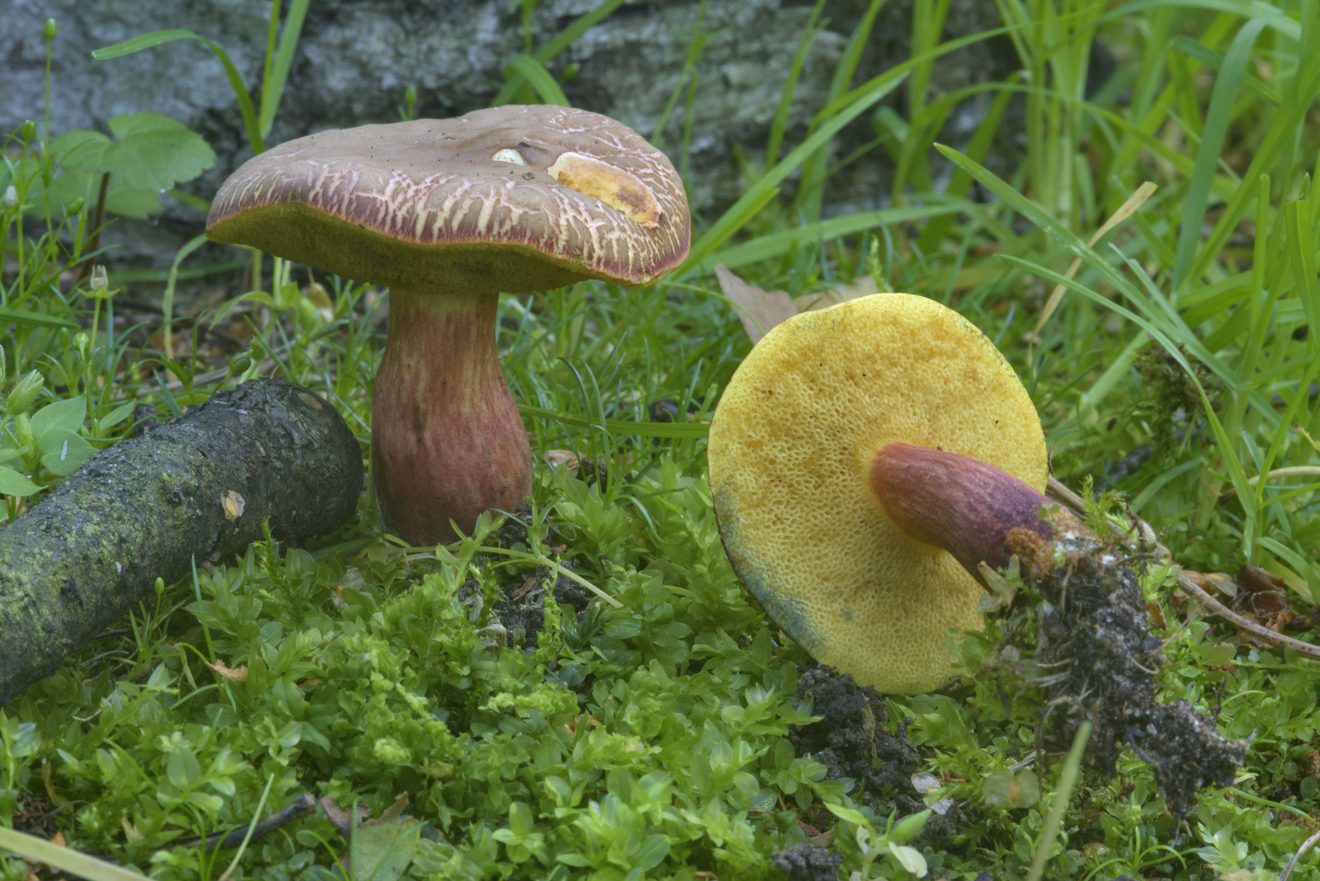 Есть гриб желчный. Xerocomus chrysenteron. Моховик гриб. Моховик каштановый польский гриб. Желчный гриб горчак.
