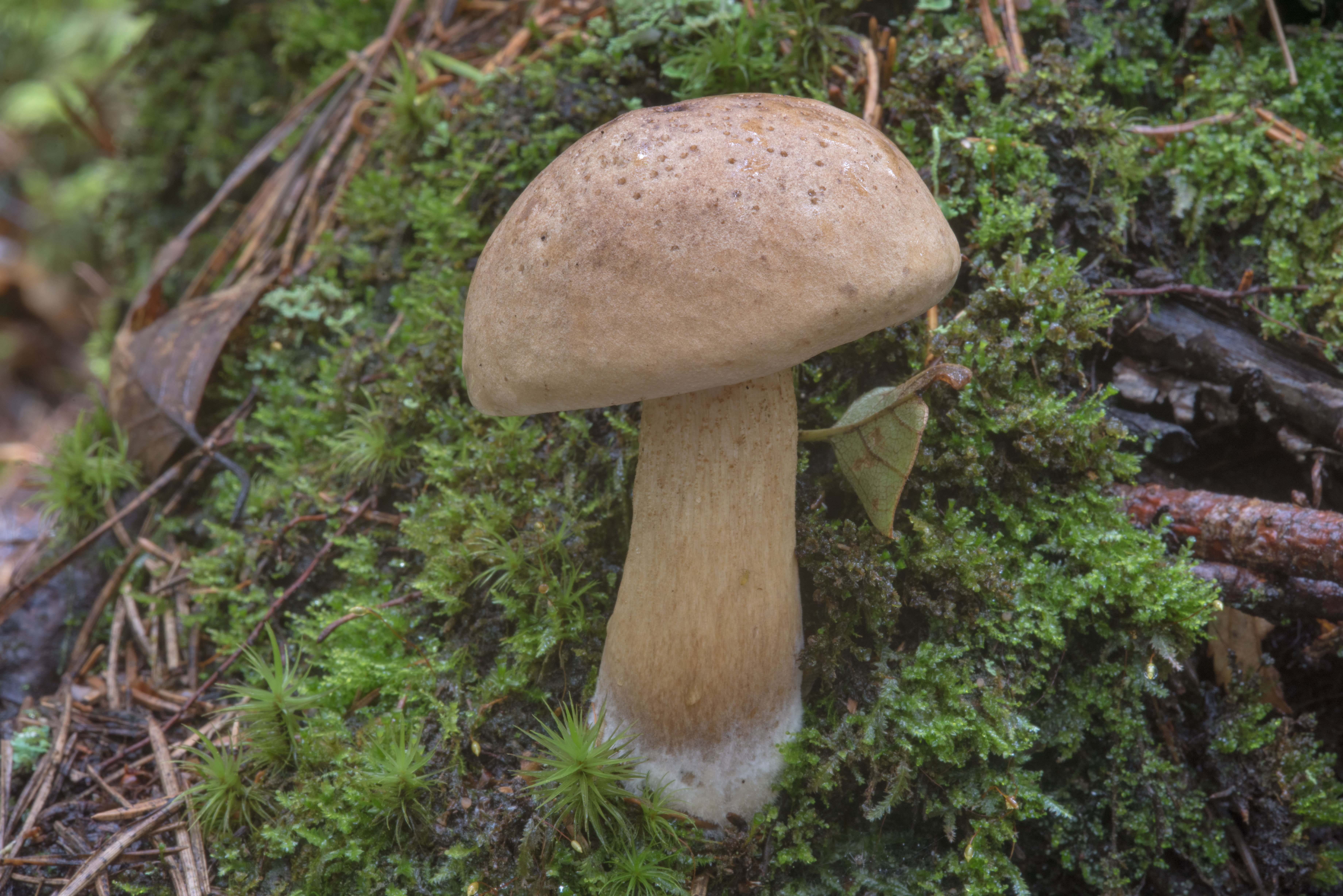 Есть гриб желчный. Горчак, ложный белый гриб. Желчный гриб горчак. Ложный Боровик, желчный гриб. Tylopilus felleus.