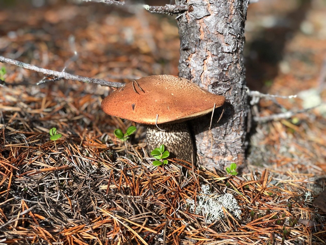 Съедобные грибы Кольского полуострова