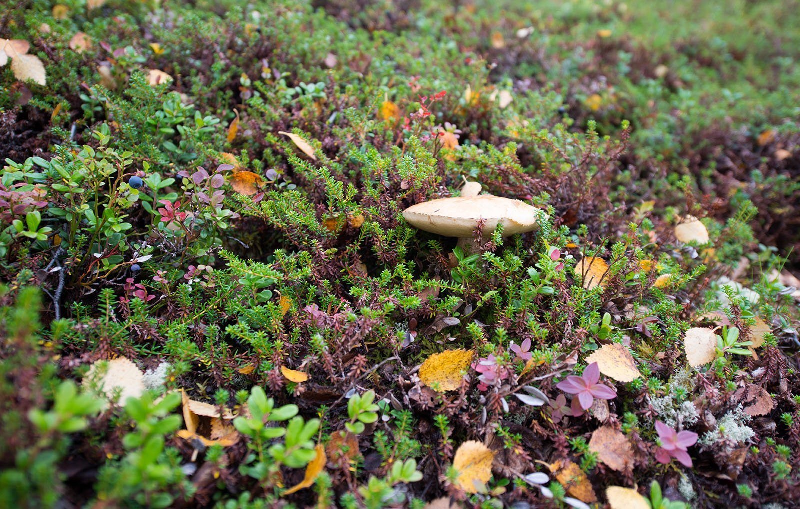 Съедобные грибы Кольского полуострова Мурманска