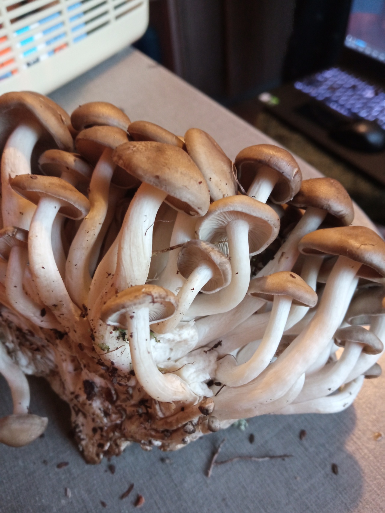 Мурманские грибы