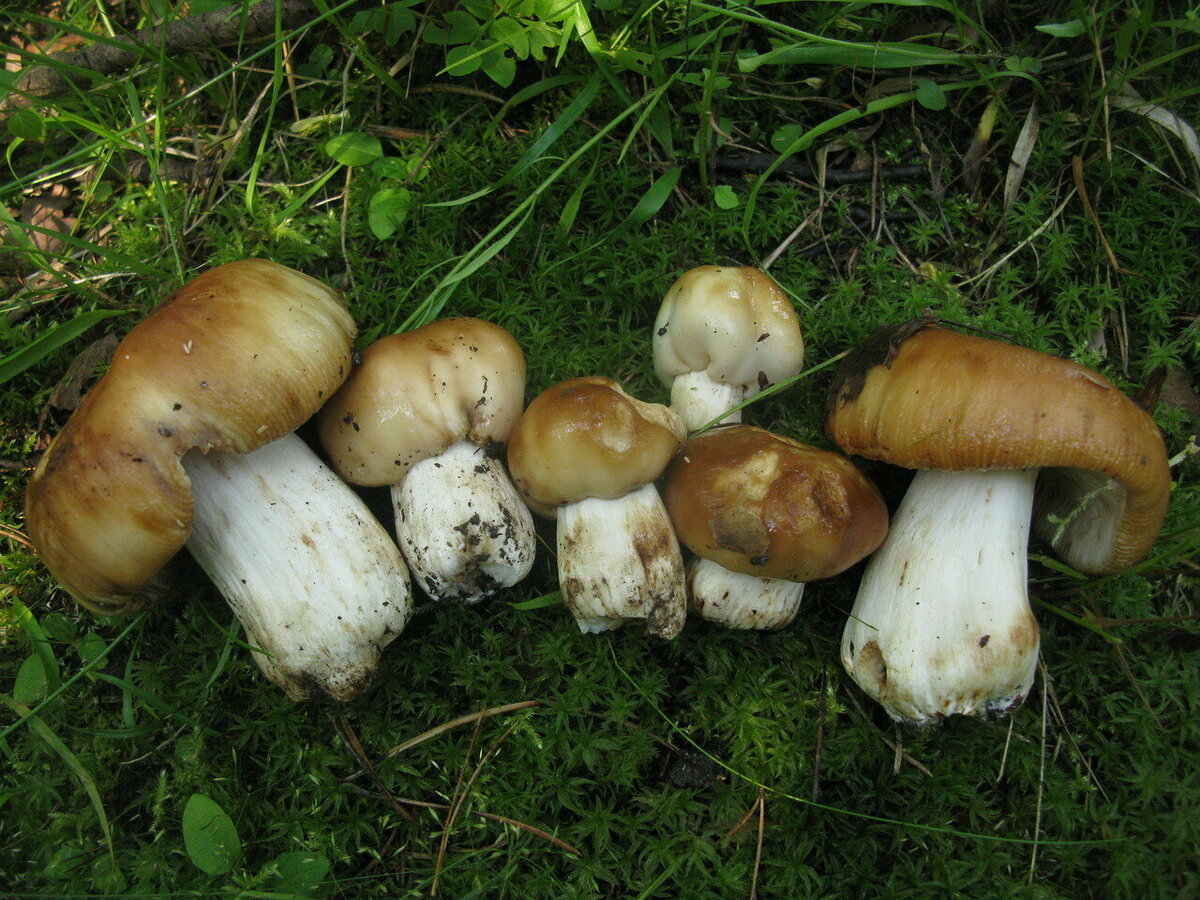 Самые распространенные съедобные грибы