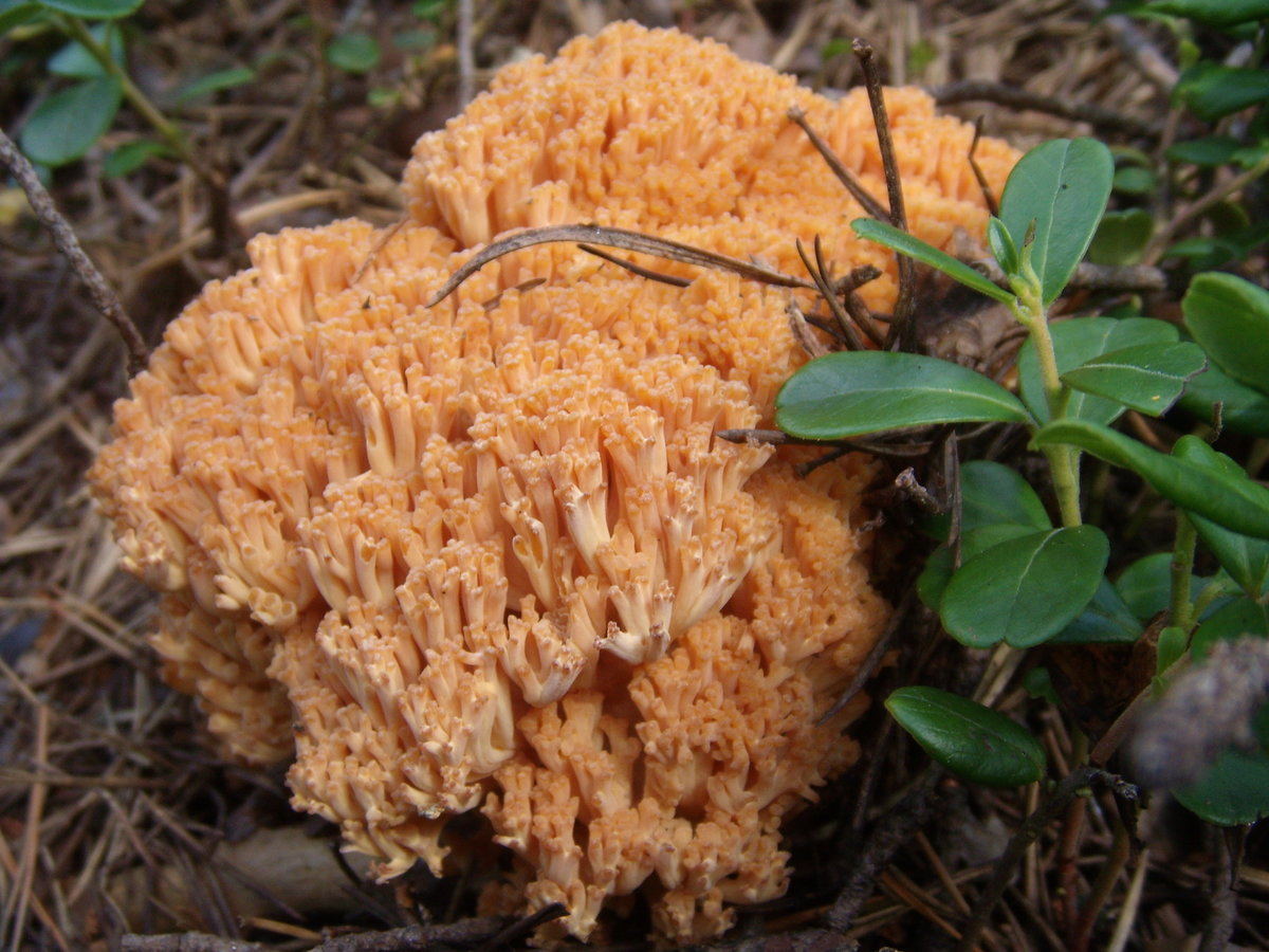 Редкие грибы в Сибири