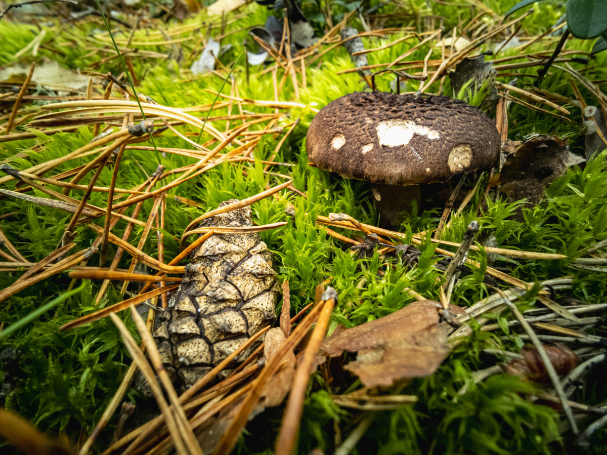 Деликатесные грибы