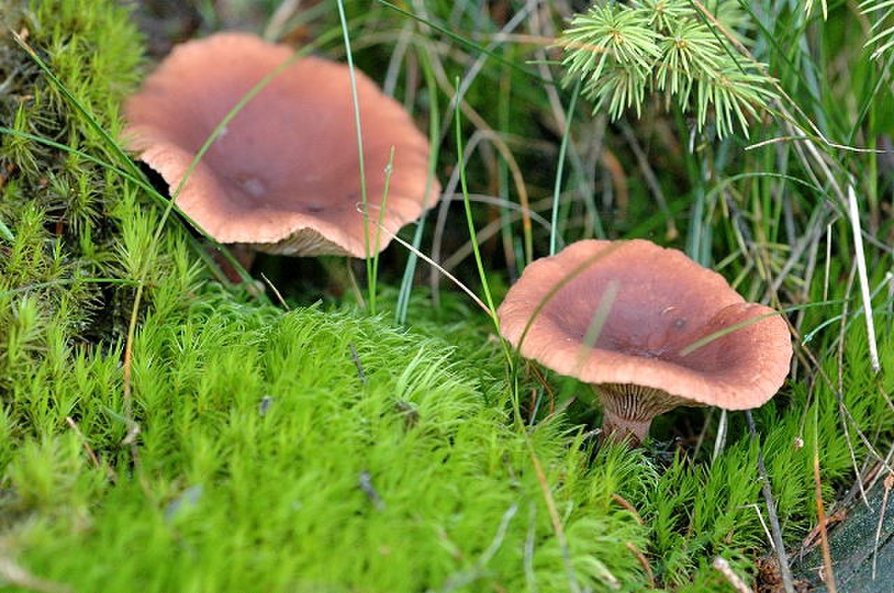 Съедобные грибы Северной Америки