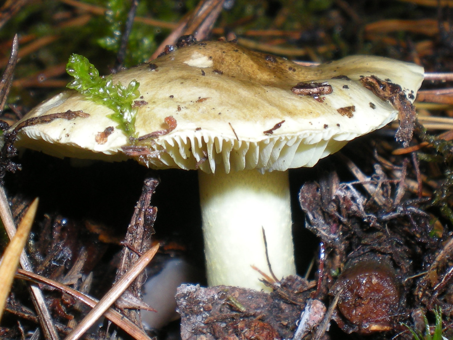съедобные грибы воронежской области осенью фото названия