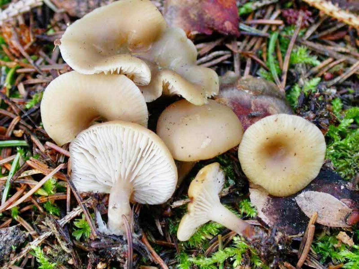 Съедобные грибы рядовки фото съедобные
