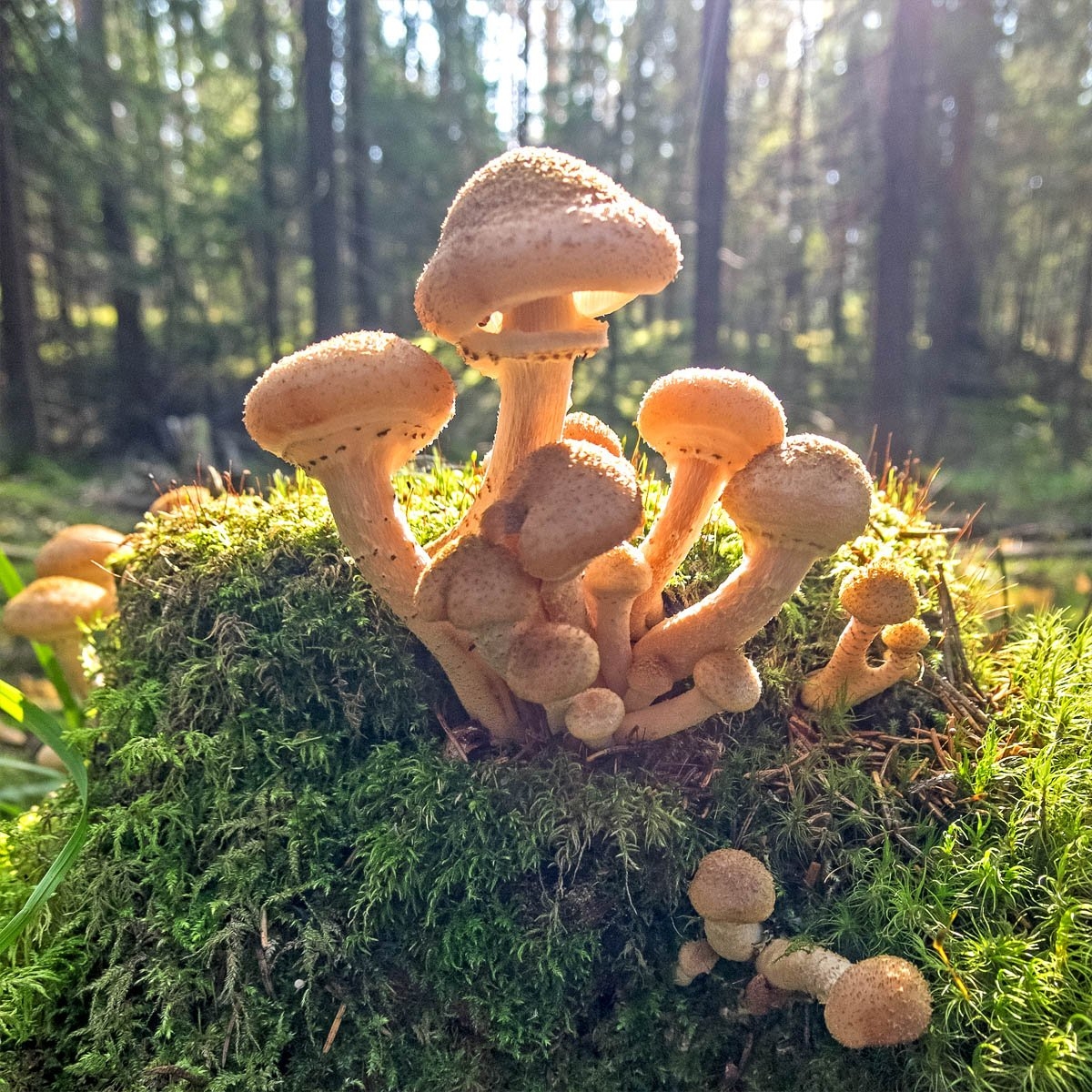 Искусственные грибы