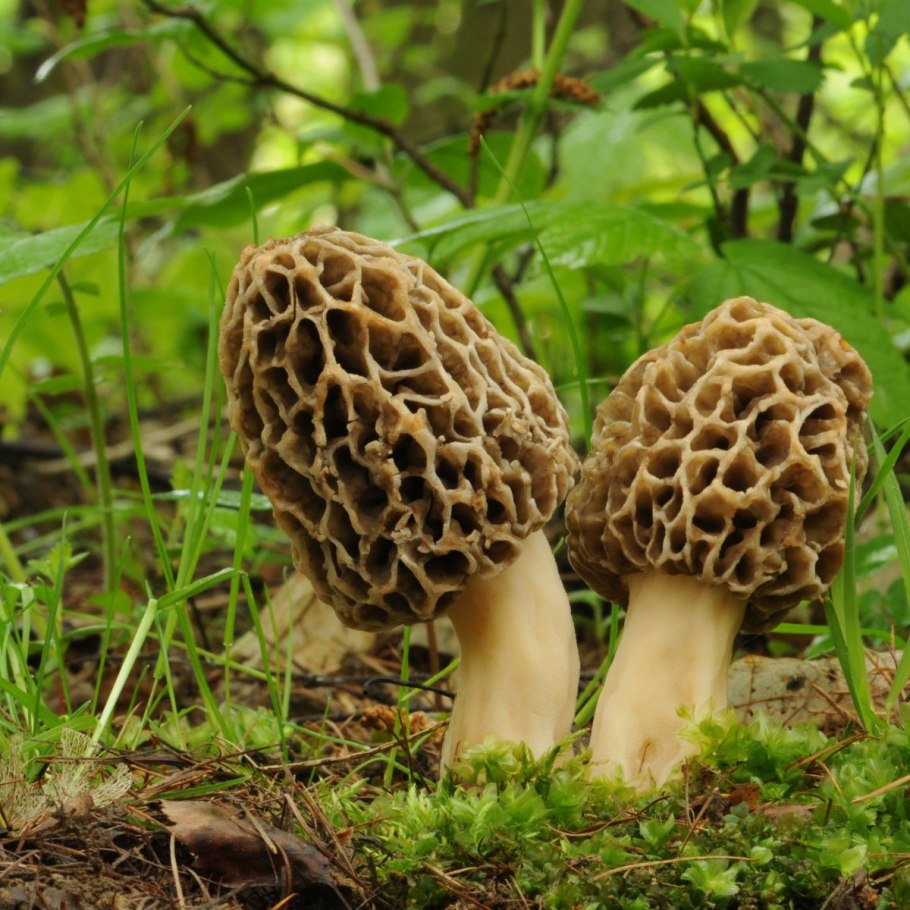 Сморчки грибы
