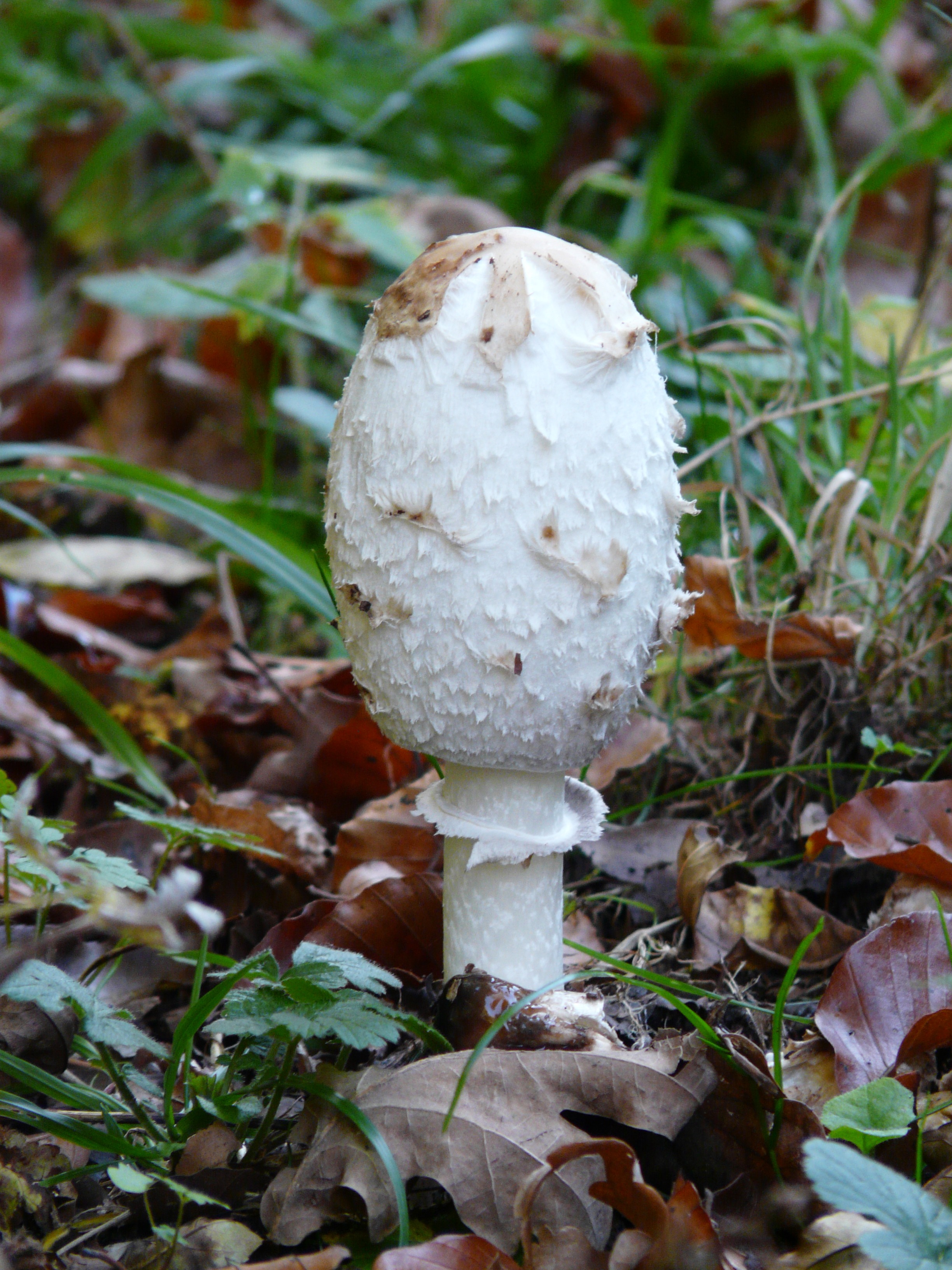 Навозный гриб фото и описание